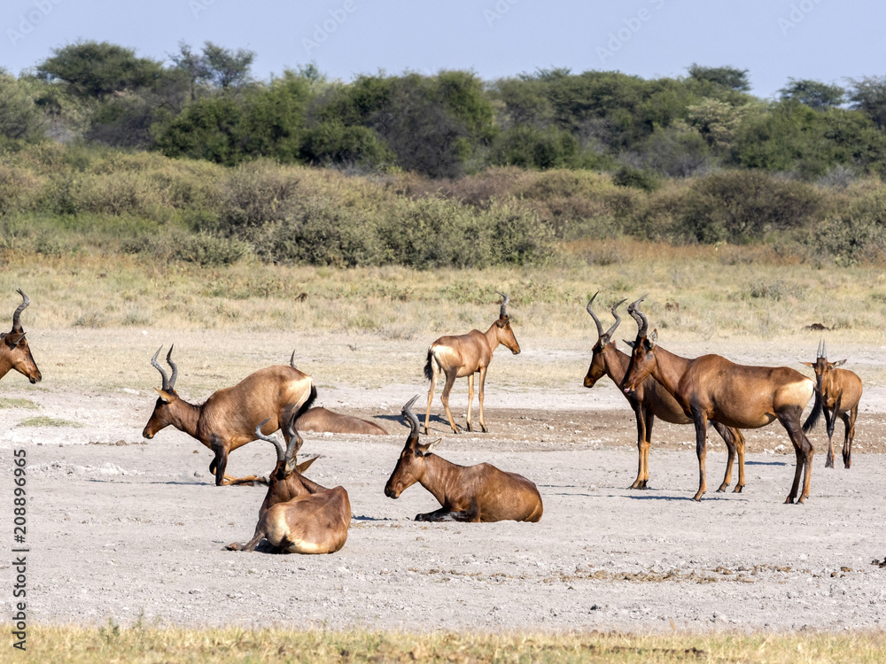 Fototapeta premium Red Hartebeest, Alcelaphus buselaphus caama, Botaswana