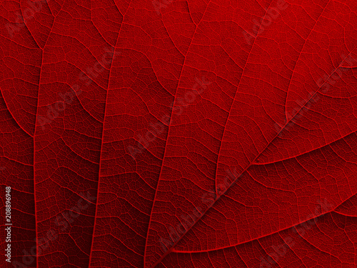 red leaf texture background