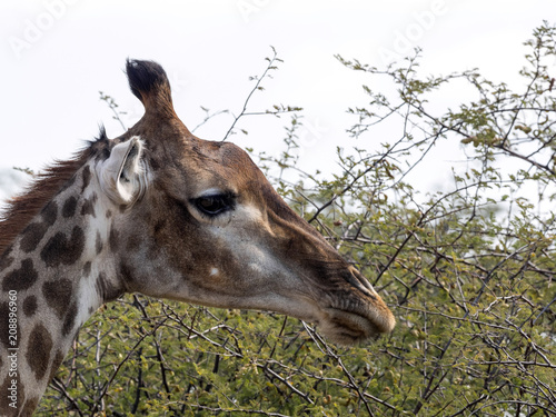 Portrait of South African giraffe, Giraffa camelopardalis giraffa, Botswana