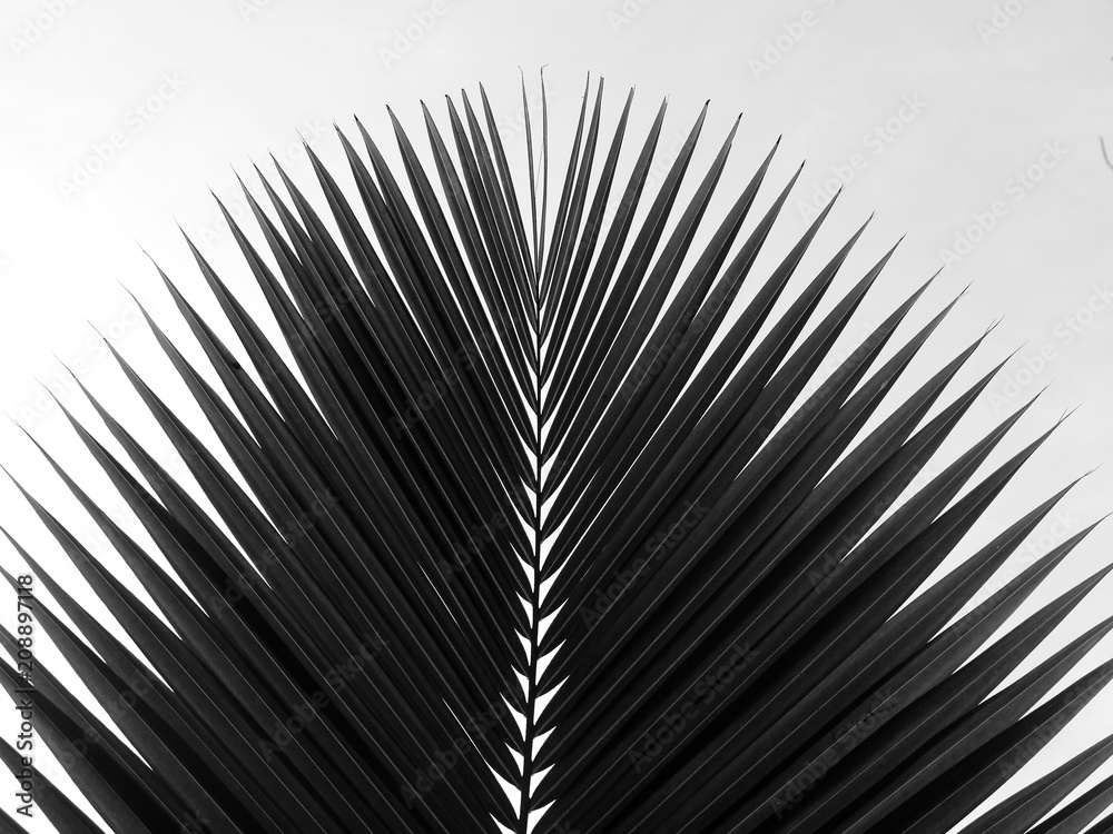 Fototapeta premium beautiful palms leaf on white background
