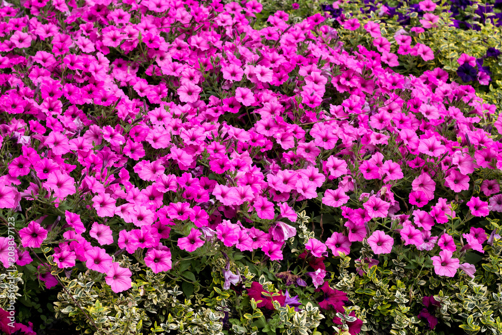 Obraz premium Colorful flowers background. Modern floral design. Landscaping art