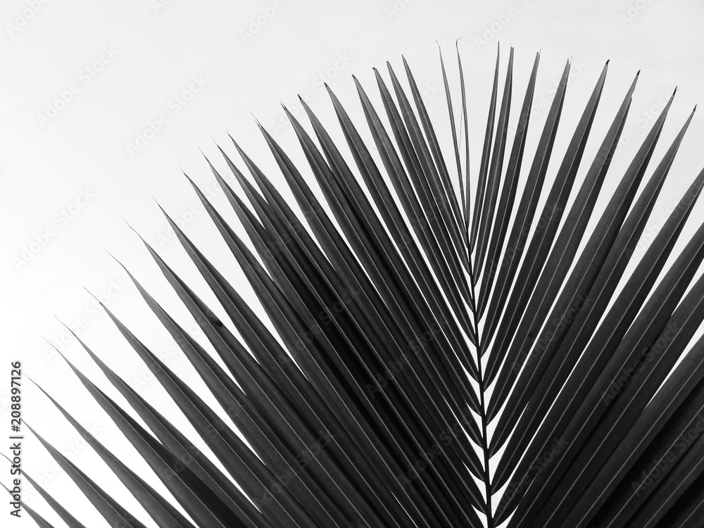 Obraz premium beautiful palms leaf on white background