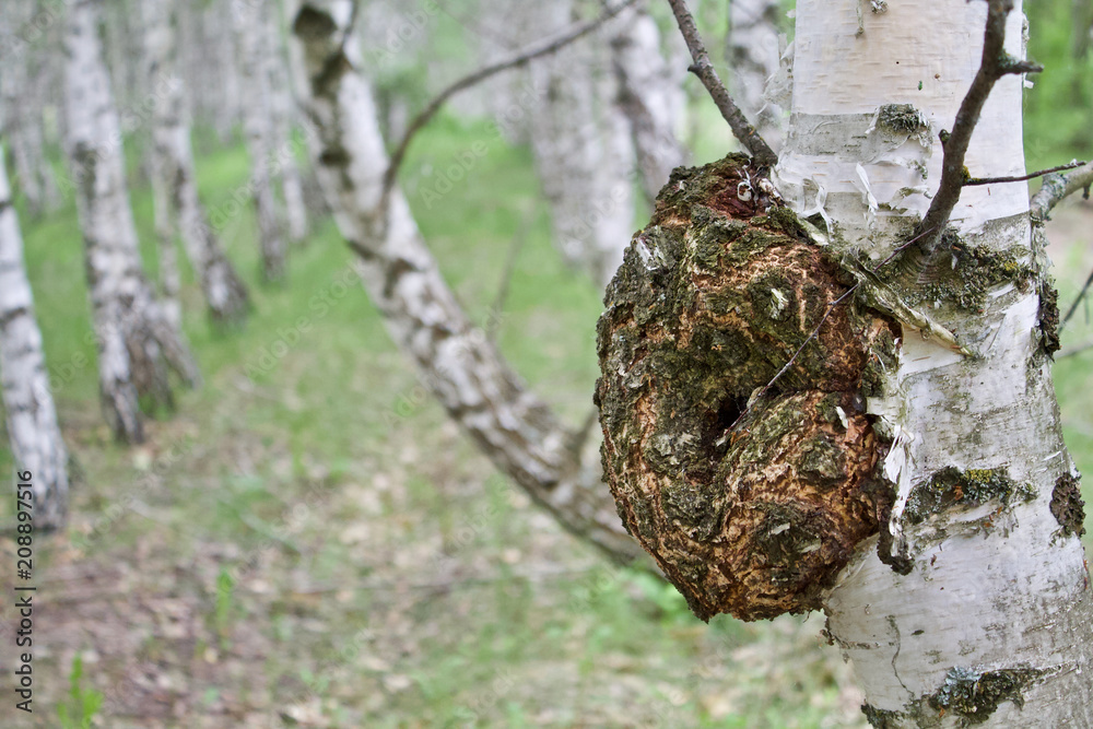 how a mushroom grows on a tree, a birch, a useful mushroom, a mutilated tree, a diseased tree, a mushroom for tea, how a mushroom grows on a tree, a birch, a useful mushroom, a mutilated tree, a diseased tree, a mushroom for tea,