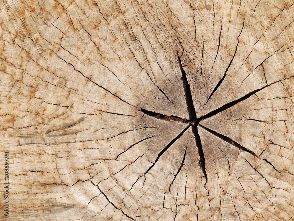 old tree stump texture background