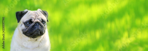 Pug dog on a background of green grass