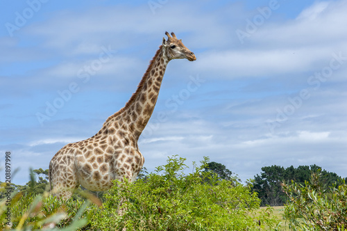 Giraffe