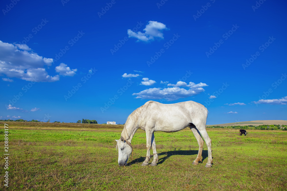 Obraz premium white mare grazing