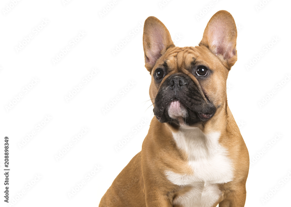Portrait of a french bulldog isolated on a white background