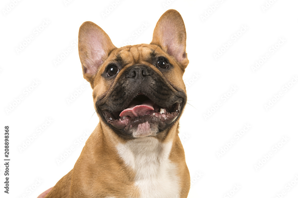 Portrait of a french bulldog smiling with mouth open looking up isolated on a white background