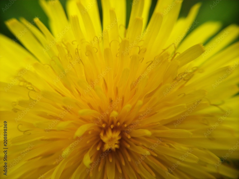 dandelion dandelion