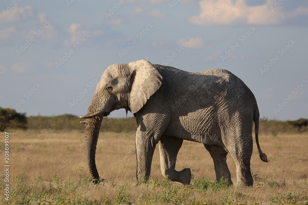 Fototapeta premium Namibie