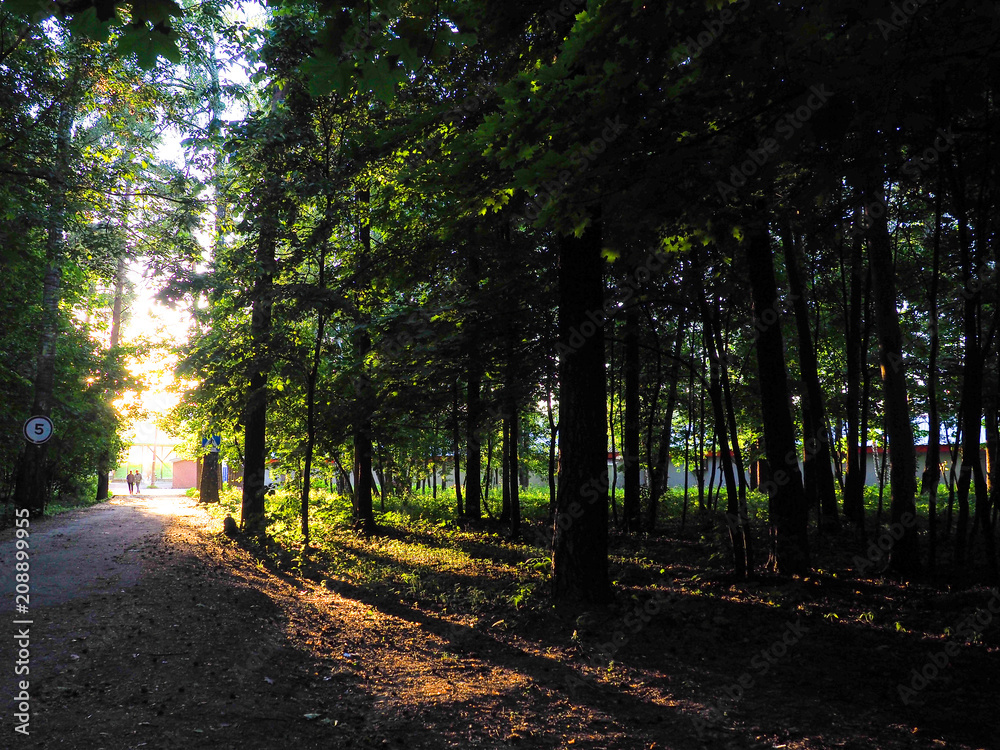Sunlight penetrating through the trees as rays of light on a misty morning in a public wooded area Sunlight penetrating through the trees as rays of light on a misty morning in a public wooded area