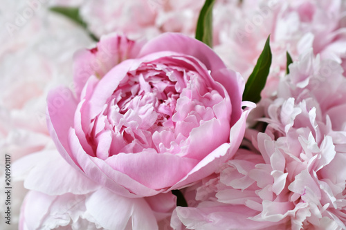 Fototapeta Naklejka Na Ścianę i Meble -  close up of beautiful peony bunch