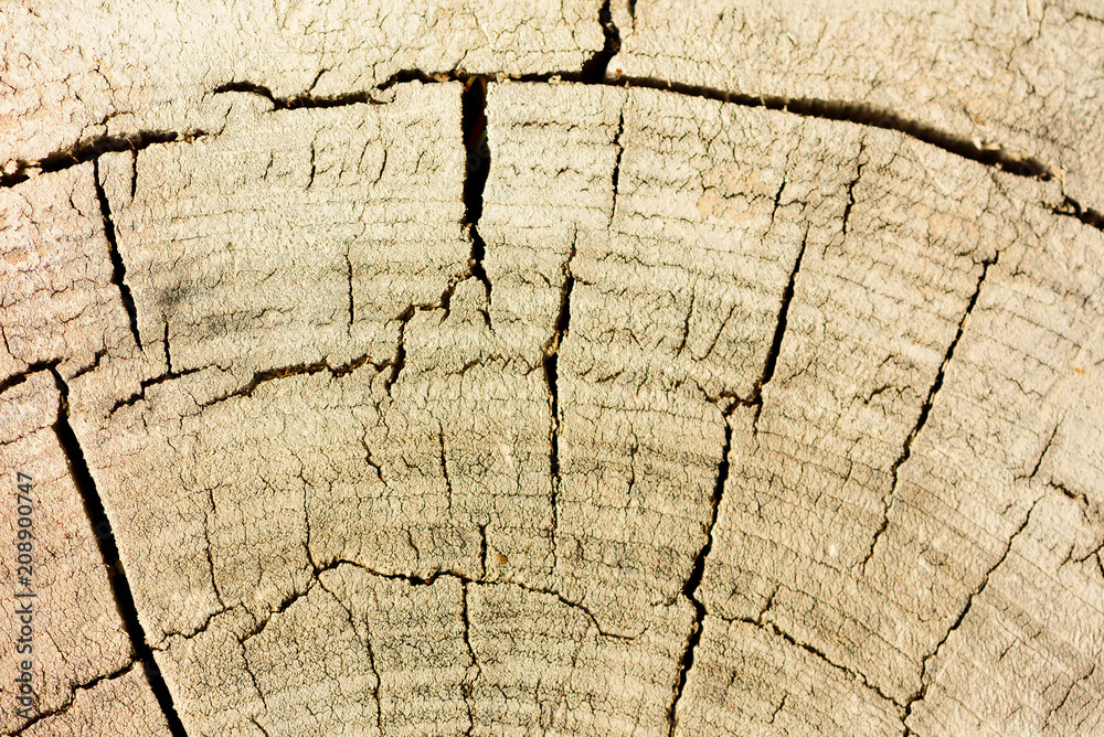 Fototapeta premium Wood structure, abstract background. Copy space. Dry old tree with cracks. Wooden cross section showing growth rings.