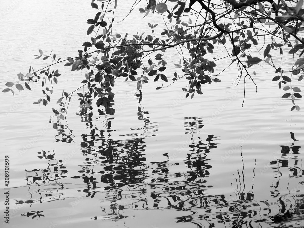tree on water reflection