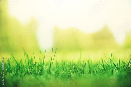 Fototapeta Naklejka Na Ścianę i Meble -  Fresh green spring grass with sun leaks effect, copy space. Soft Focus. Abstract nature background. Banner