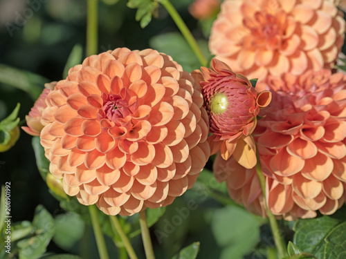 Fototapeta Naklejka Na Ścianę i Meble -  Dahlien, Dahlias