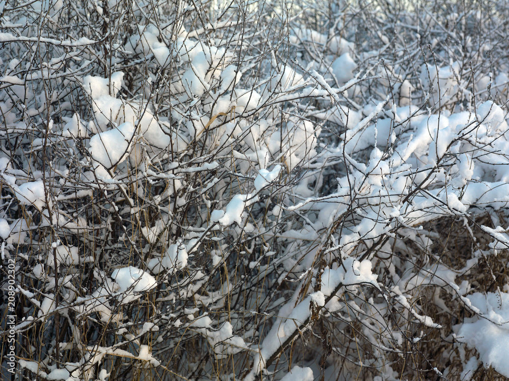 Trees In Winter Trees In Winter