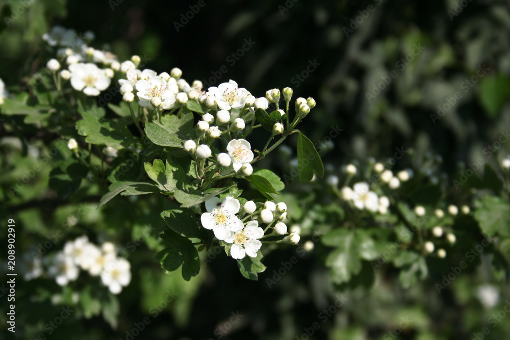 Hawthorn branch with beautiful white flowers. Crataegus monogyna Hawthorn branch with beautiful white flowers. Crataegus monogyna