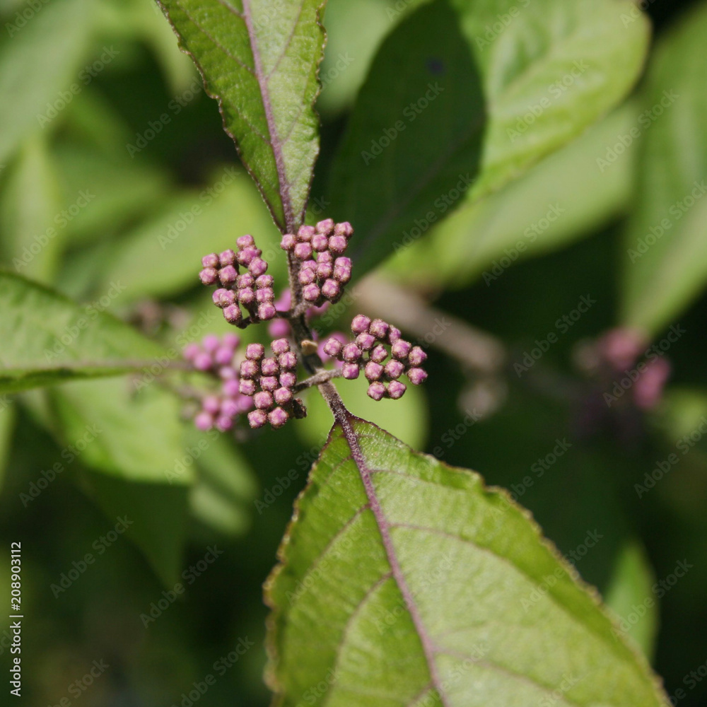 Callicarpa bodinieri branch with blossom . Purple flower of Beautyberry