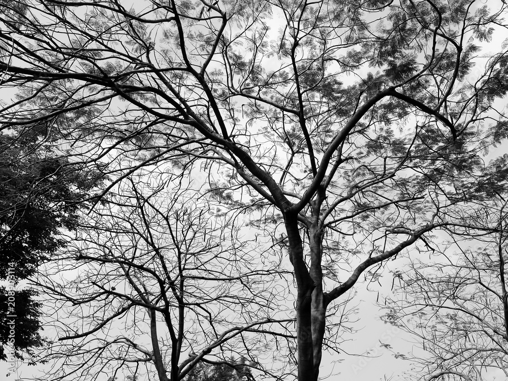 Silhouette tree Silhouette tree