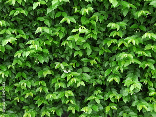 green leaves wall background