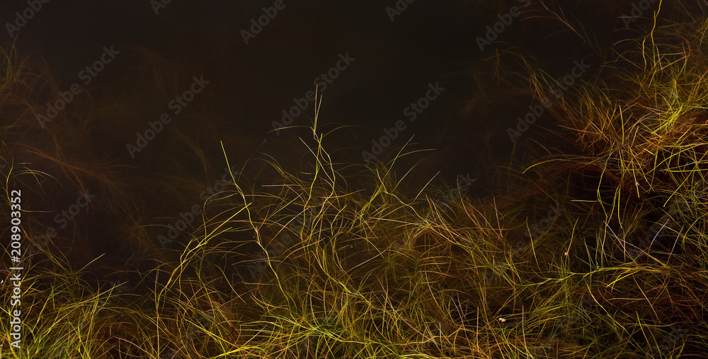 Plant growing in water seen below the surface Plant growing in water seen below the surface