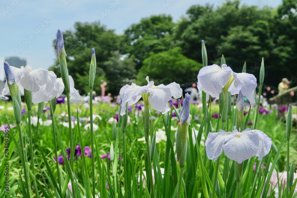 Obraz premium 菖蒲