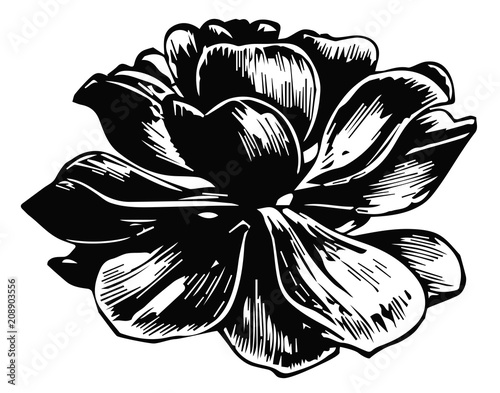 Succulent #vector #isolated - Sukkulente