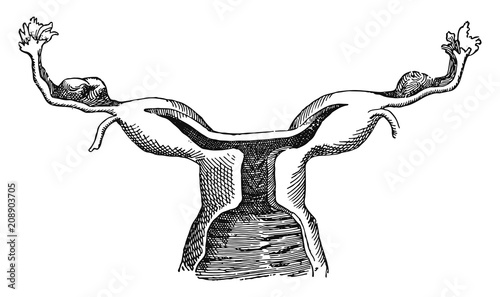 Uterus #vector #isolated - Gebärmutter