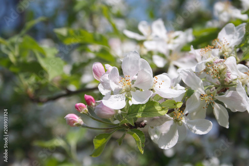 Flowering branch of Apple tree in the orchard. Springtime background