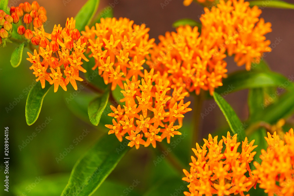 wet orange butterfly bush is blooming after the rain stopped wet orange butterfly bush is blooming after the rain stopped