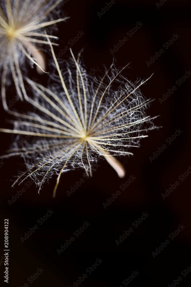Dandelion seeds macro on black
Dandelion seeds macro on black
