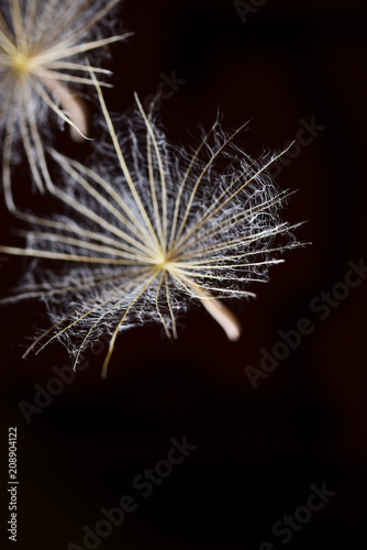 Dandelion seeds macro on black 