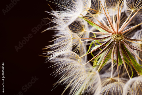 Fototapeta Naklejka Na Ścianę i Meble -  Macro dandelion seeds