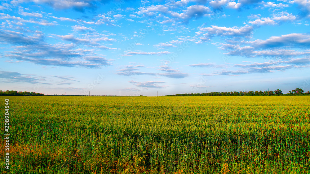 Nature summer, green field with beautiful cloudy sky. Nature summer, green field with beautiful cloudy sky.