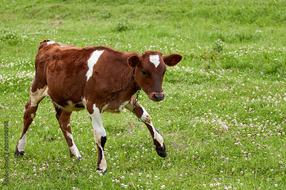 brown calf with white spots on a green meadow