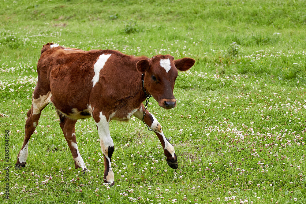 brown calf with white spots on a green meadow brown calf with white spots on a green meadow