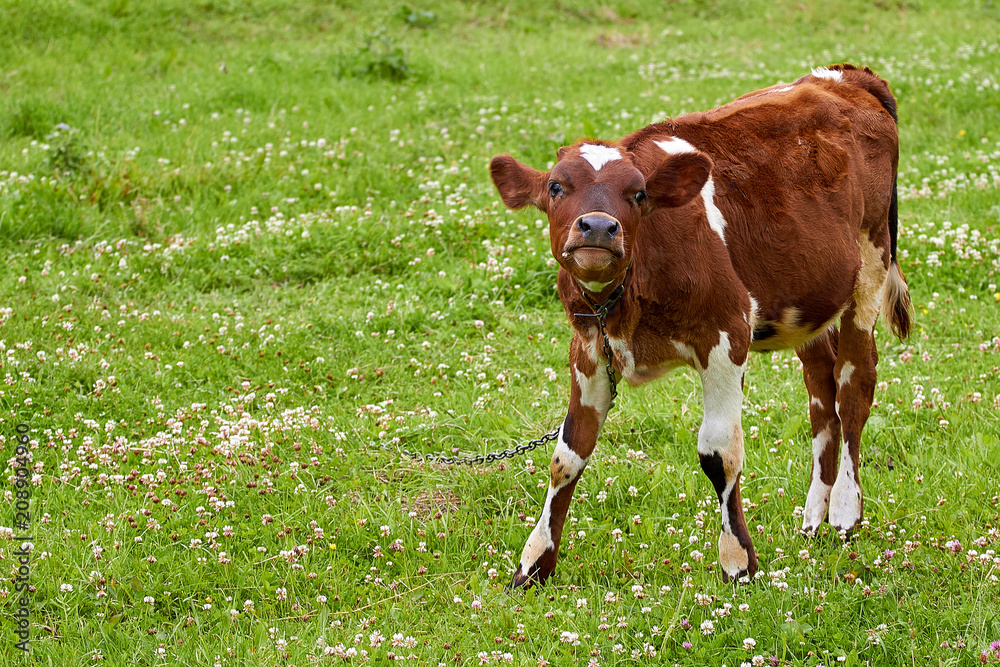 brown calf with white spots on a green meadow