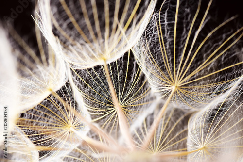 Fototapeta Naklejka Na Ścianę i Meble -  Macro dandelion seeds
