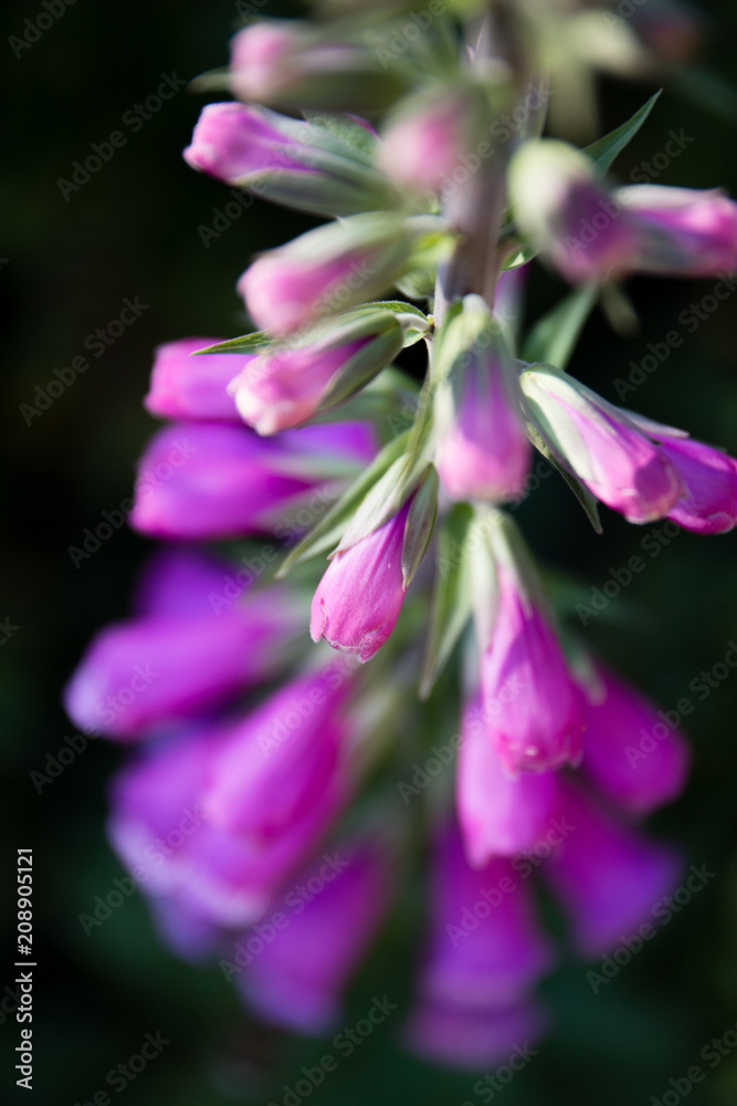 Fototapeta premium Foxglove