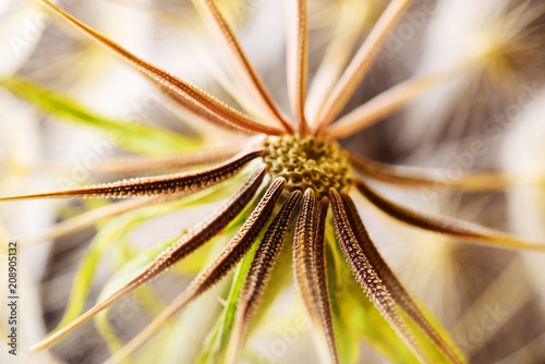 Fototapeta Naklejka Na Ścianę i Meble -  Macro dandelion seeds