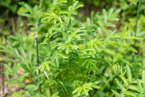 植物