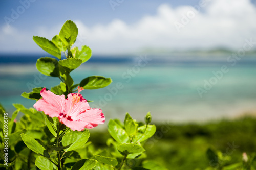 赤いハイビスカス