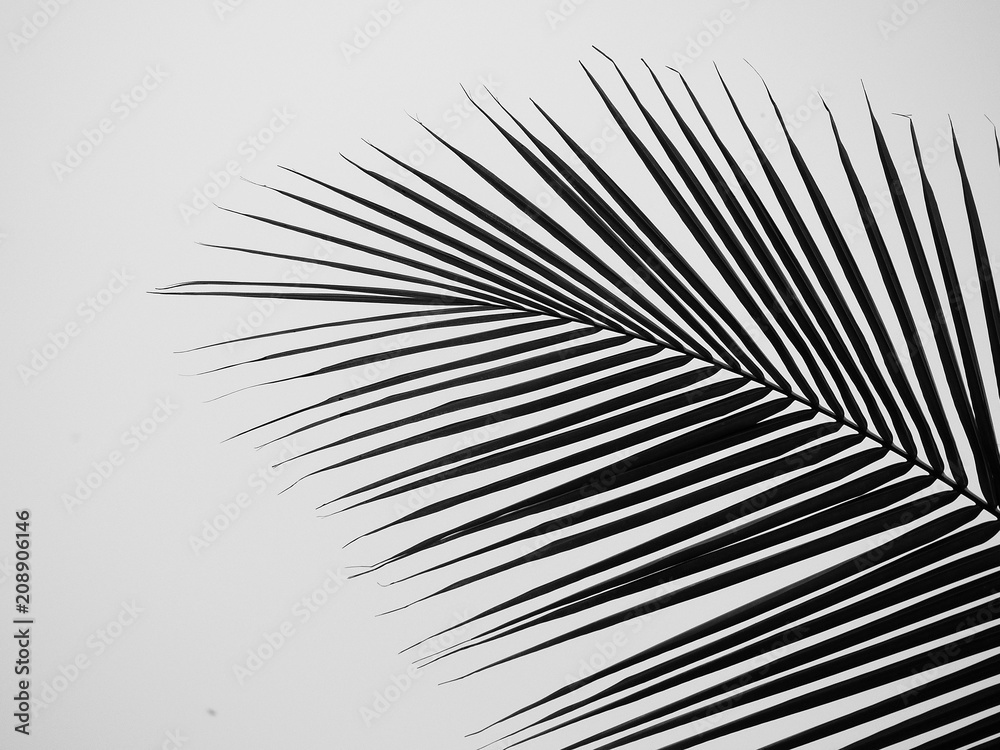 Obraz premium beautiful palms leaf on white background