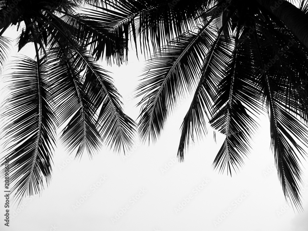 Fototapeta premium beautiful palms leaf on white background