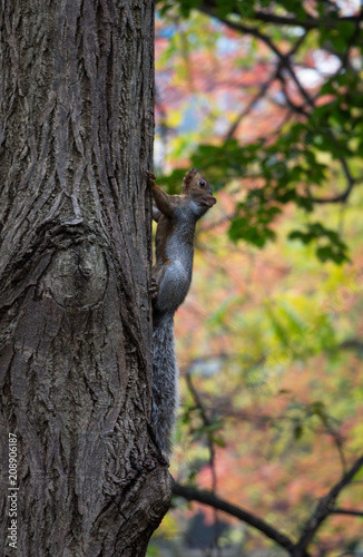 Squirrel on Tree Montréal Canada 