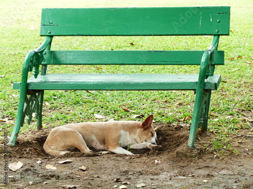 dog leep on soil photo