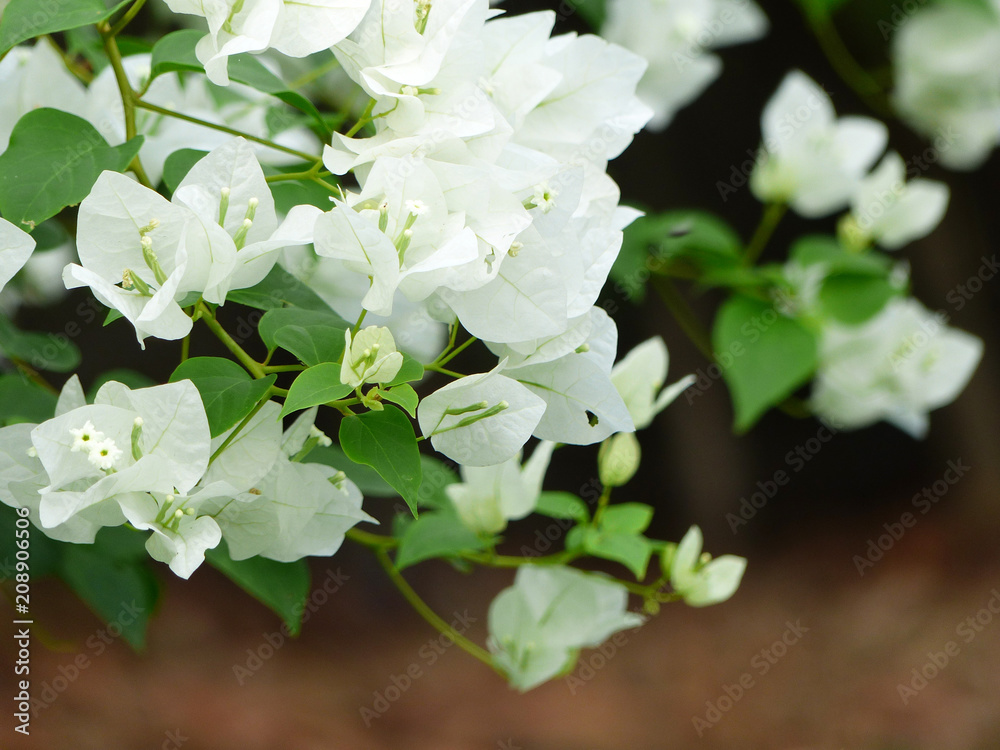 Close up white Bougainvillea flower in the garden