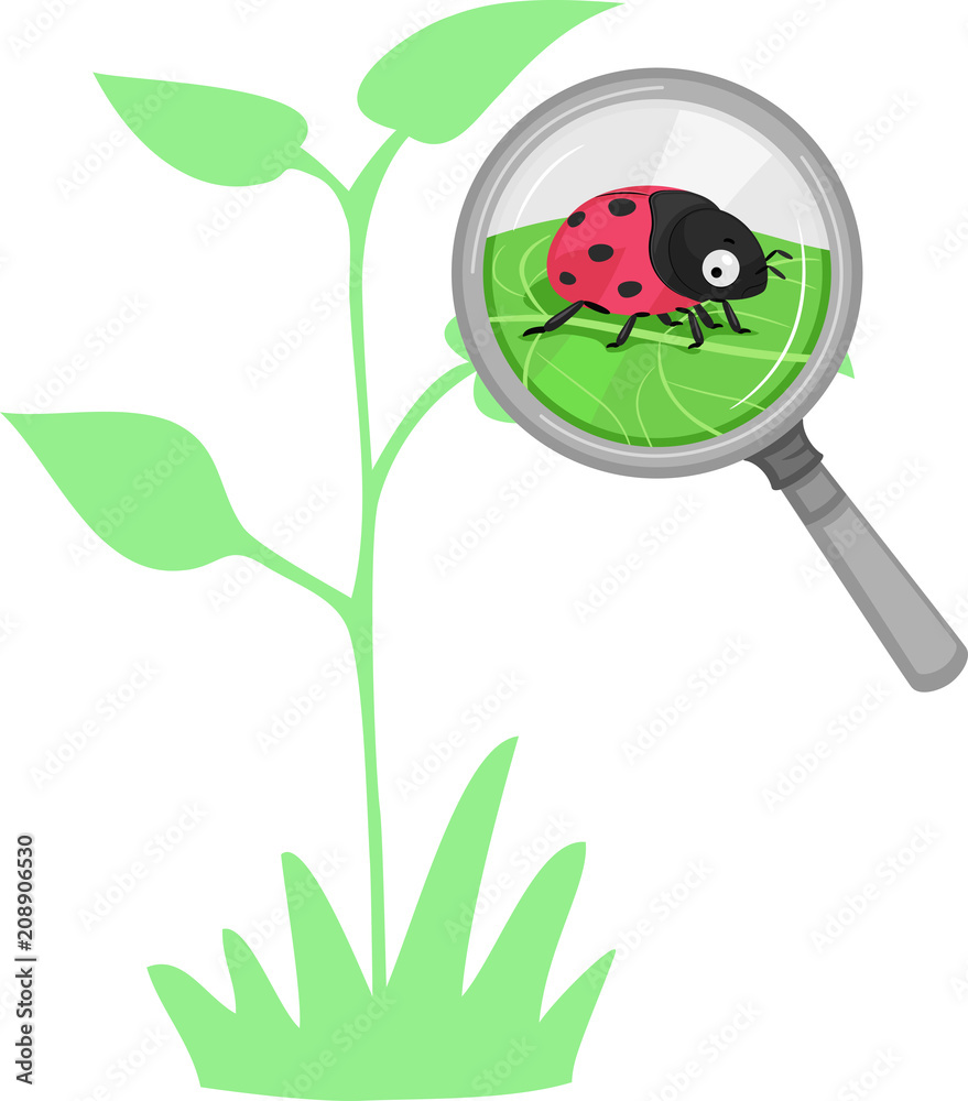 Fototapeta premium Lady Beetle roślin korzystne ilustracja błąd